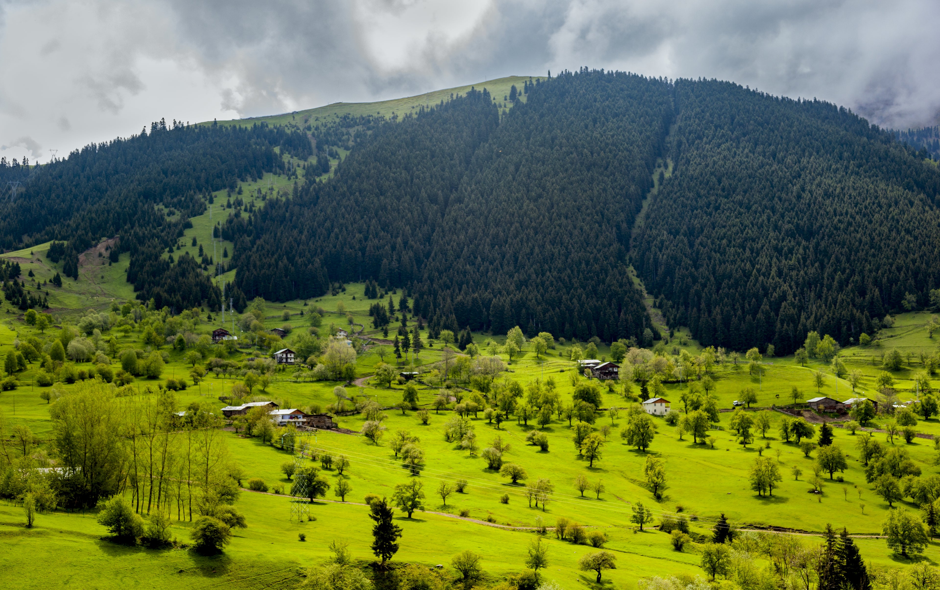 Waziristan Wild olive oil, Pakistan – Oria Natural